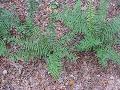 Buckler Fern / Dryopteris complexa